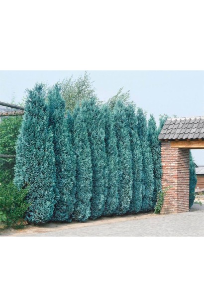 Кипарисовик Лавсона Колумнаріс